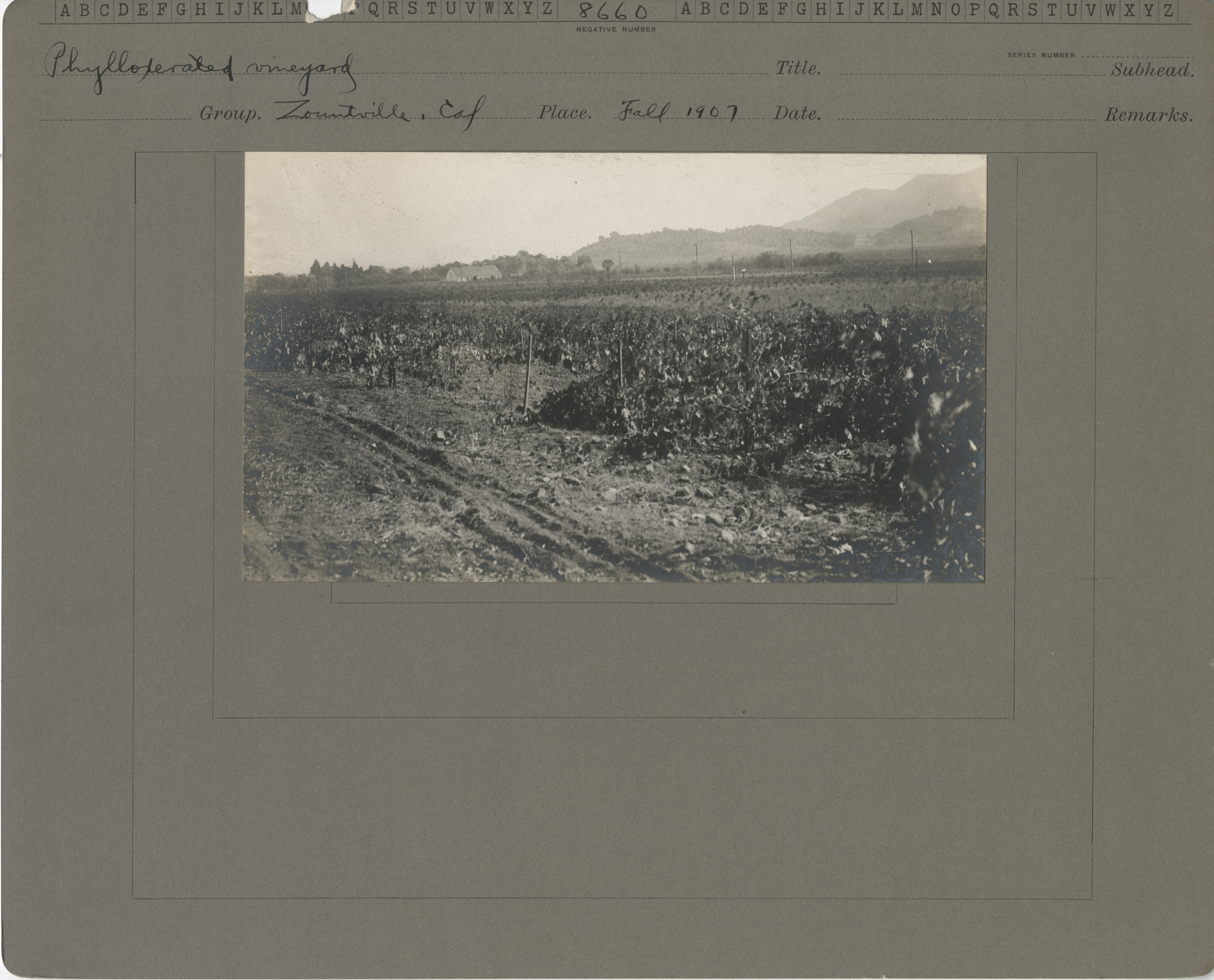 Phylloxerated vineyard in Yountville, California. Fall 1907.